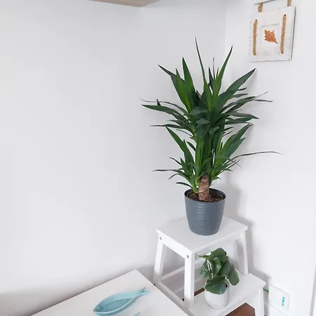 Campus Apartamento *